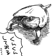 クサガメ