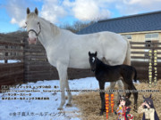 まんはったんかふぇ の ぶれいくたいむ １９８はいめ【イクイノックス×ソダシの仔 誕生！】