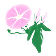 【素材】朝顔・桃色・透過素材【フリー素材処くらげや】