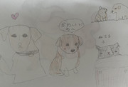 動物