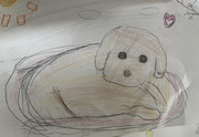 犬