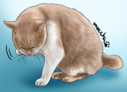 お顔洗い猫