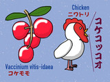コケモモと鶏