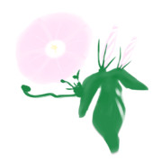 【素材】朝顔・薄桃・透過素材【フリー素材処くらげや】