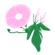 【素材】朝顔・桃色・透過素材【フリー素材処くらげや】