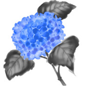 【素材】紫陽花・青・墨彩画風【フリー素材処くらげや】