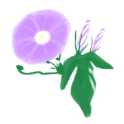 【素材】朝顔・紫・透過素材【フリー素材処くらげや】