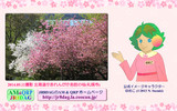 JR8DAGのAM & QRP ホームページの壁紙(桜2025)