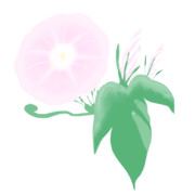 【素材】朝顔・薄桃色・透過素材【フリー素材処くらげや】