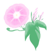 【素材】朝顔・桃色・透過素材【フリー素材処くらげや】