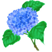 【素材】紫陽花・青・透過素材【フリー素材処くらげや】