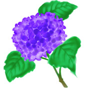 【素材】紫陽花・紫・透過素材【フリー素材処くらげや】