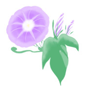 【素材】朝顔・薄紫・透過素材【フリー素材処くらげや】