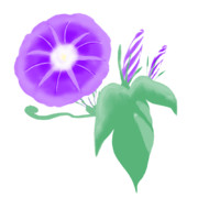 【素材】朝顔・紫・透過素材【フリー素材処くらげや】