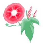 【素材】朝顔・赤・透過素材【フリー素材処くらげや】