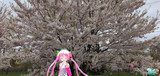 桜の季節２０２５