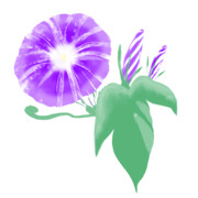 【素材】朝顔・濃紫・透過素材【フリー素材処くらげや】