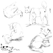 いぬ