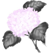 【素材】紫陽花・淡桃色・墨彩画風【フリー素材処くらげや】