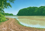 印西里山 谷津の田植え
