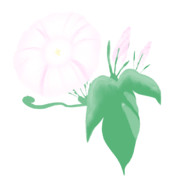 【素材】朝顔・淡桃色・透過素材【フリー素材処くらげや】