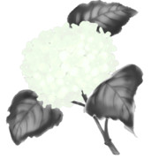 【素材】紫陽花・白色・墨彩画風【フリー素材処くらげや】