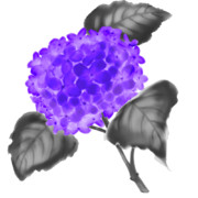 【素材】紫陽花・紫色・墨彩画風【フリー素材処くらげや】