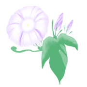 【素材】朝顔・薄紫色・透過素材【フリー素材処くらげや】