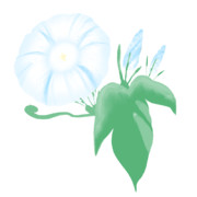 【素材】朝顔・水色・透過素材【フリー素材処くらげや】