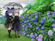 クロサイとシロサイとアジサイと