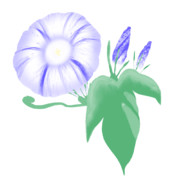 【素材】朝顔・青色・透過素材【フリー素材処くらげや】