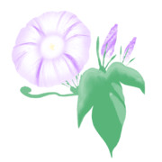 【素材】朝顔・薄紫色・透過素材【フリー素材処くらげや】