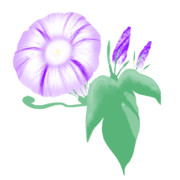 【素材】朝顔・濃紫色・透過素材【フリー素材処くらげや】