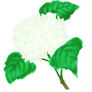 【素材】紫陽花・白色・透過素材【フリー素材処くらげや】