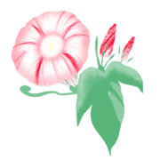 【素材】朝顔・赤色・透過素材【フリー素材処くらげや】