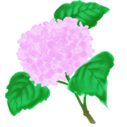 【素材】紫陽花・桃色・透過素材【フリー素材処くらげや】