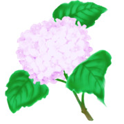 【素材】紫陽花・薄桃色・透過素材【フリー素材処くらげや】