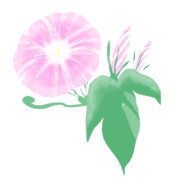 【素材】朝顔・桃色・透過素材【フリー素材処くらげや】