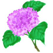 【素材】紫陽花・赤紫色・透過素材【フリー素材処くらげや】