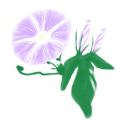 【素材】朝顔・薄紫色・透過素材【フリー素材処くらげや】