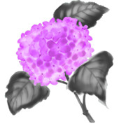 【素材】紫陽花・濃桃色・墨彩画風【フリー素材処くらげや】