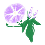 【素材】朝顔・紫色・透過素材【フリー素材処くらげや】