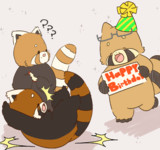レッサーパンダの誕生日ラッシュ！