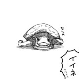 ぼーっとしているクサガメ