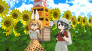 ひまわりの日