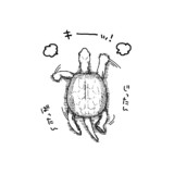 じたばたするクサガメ