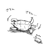 ひっくり返っちゃったリクガメ(と心配するクサガメ)