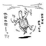 連休が終わるのを嫌がるクサガメ