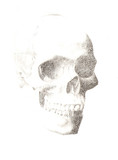 頭骨の模写