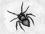 暇潰しにグレイスケール調で蜘蛛描いてみた。